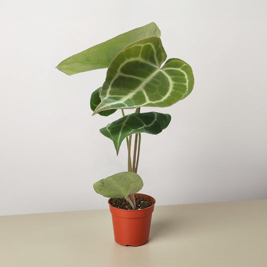 Anthurium Crystallinum