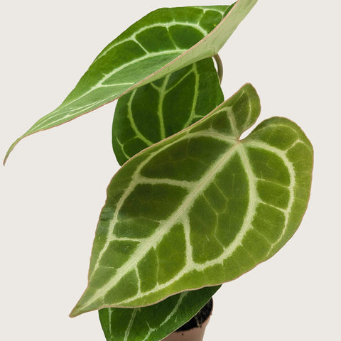 Anthurium Crystallinum, additional product view 2