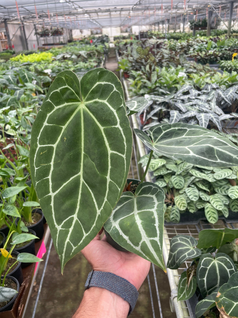 Load image into Gallery viewer, Anthurium Crystallinum
