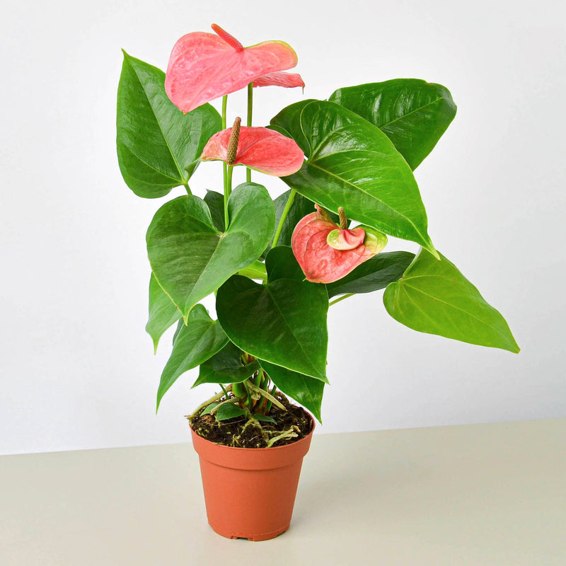 Load image into Gallery viewer, Anthurium 'Pink'

