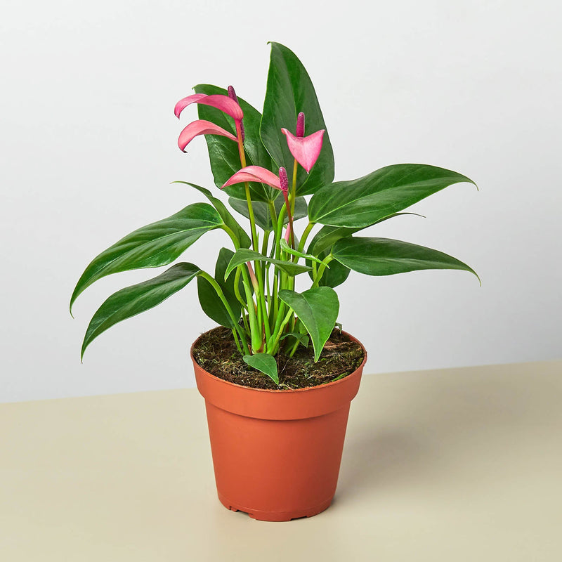 Load image into Gallery viewer, Anthurium 'Purple'
