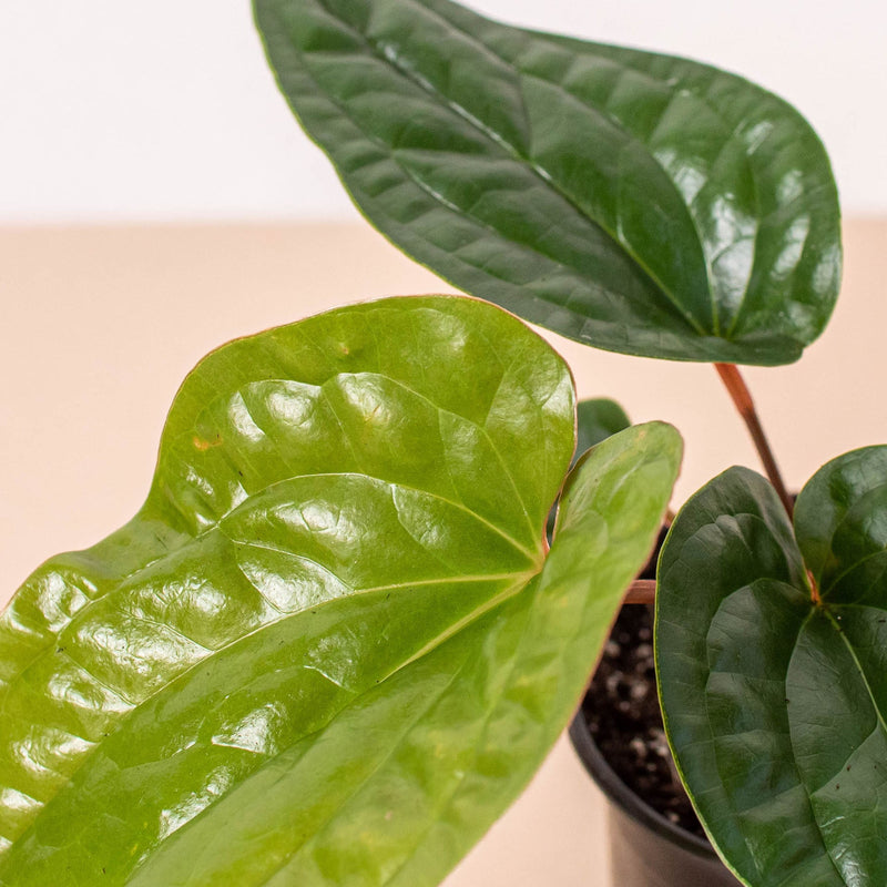 Load image into Gallery viewer, Anthurium 'Radicans x Luxurians'

