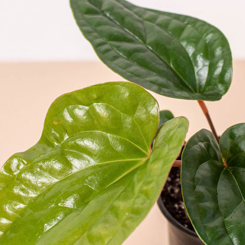 Anthurium 'Radicans x Luxurians', additional product view 2