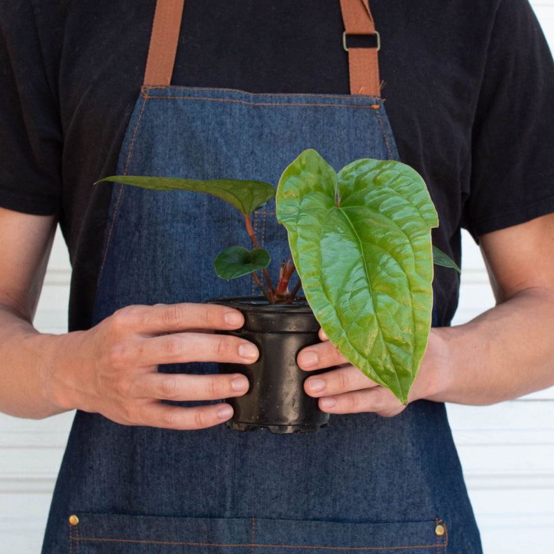 Load image into Gallery viewer, Anthurium 'Radicans x Luxurians'
