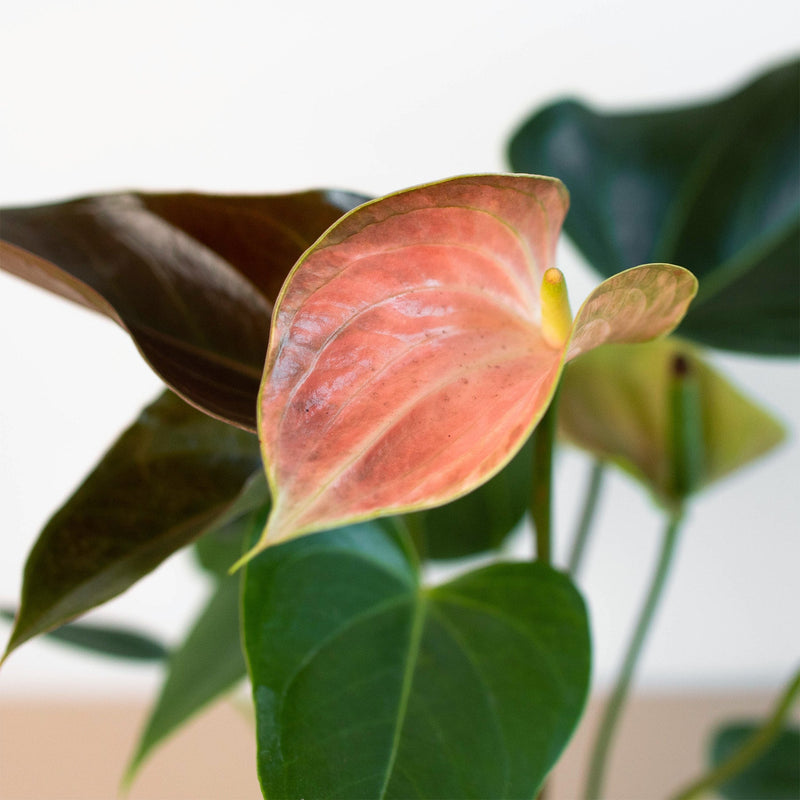 Load image into Gallery viewer, Anthurium Rainbow Champion - 4" Pot
