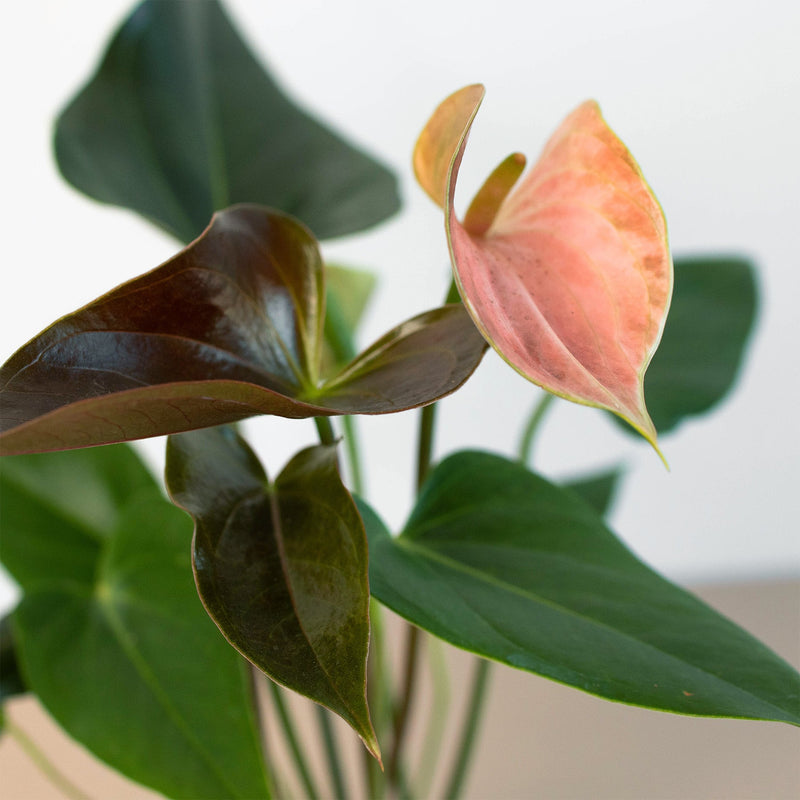 Load image into Gallery viewer, Anthurium Rainbow Champion - 4" Pot

