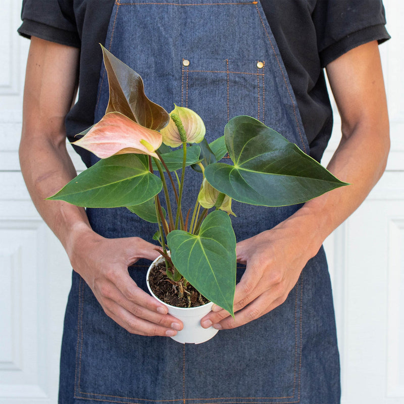Load image into Gallery viewer, Anthurium Rainbow Champion - 4" Pot
