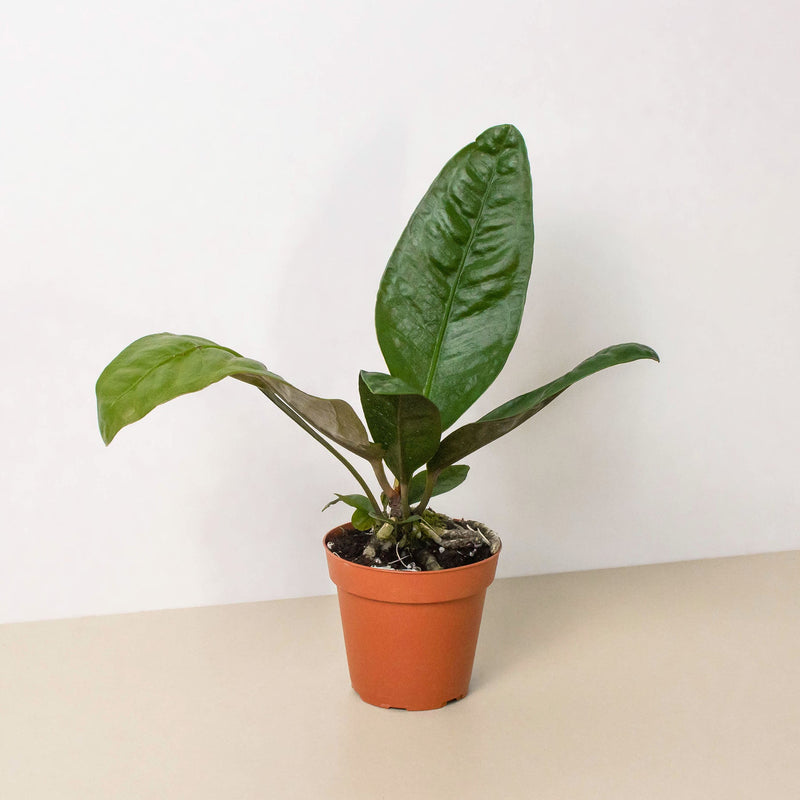 Load image into Gallery viewer, Anthurium 'Superbum'
