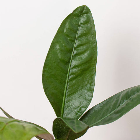 Anthurium 'Superbum', additional product view 2