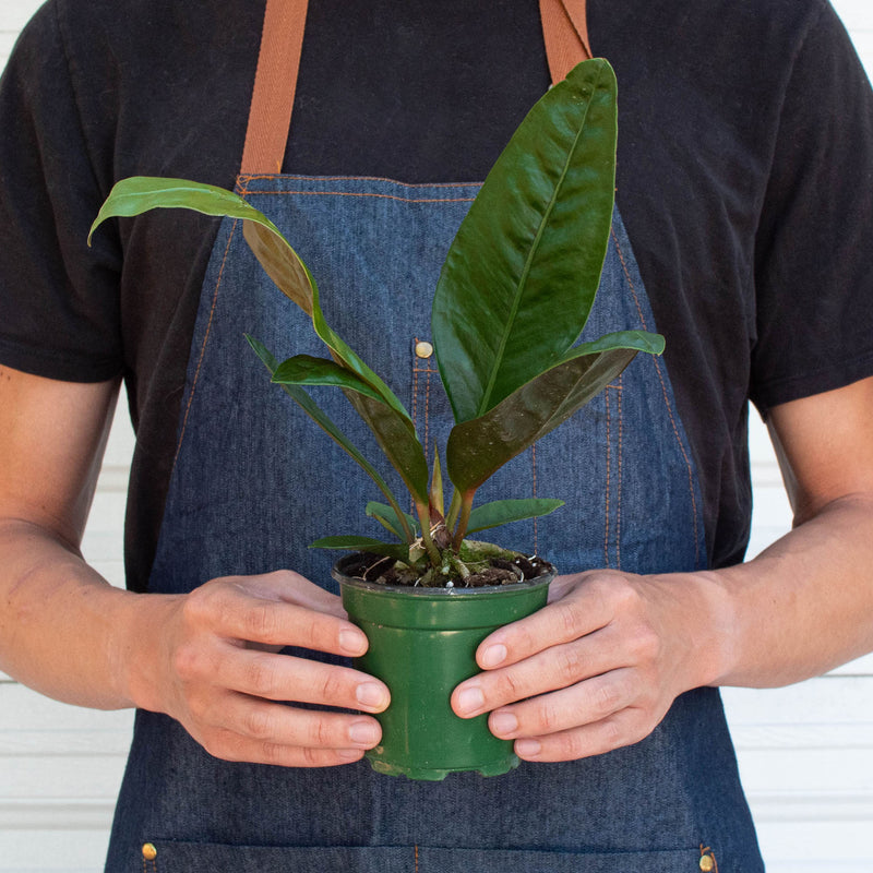 Load image into Gallery viewer, Anthurium 'Superbum'
