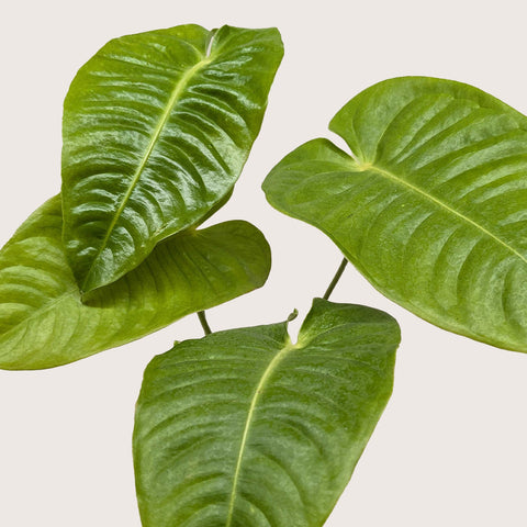 Anthurium 'Veitchii', additional product view 2