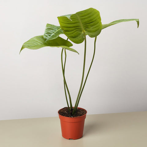 Anthurium Veitchii