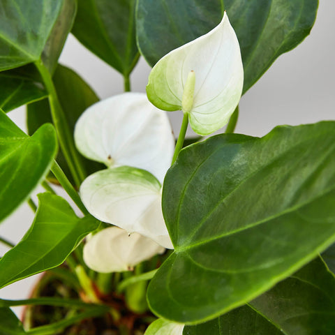 Anthurium 'White', additional product view 2