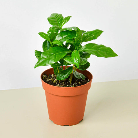 Arabica coffee plant