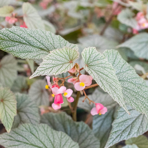 Begonia 'Frosty', additional product view 2