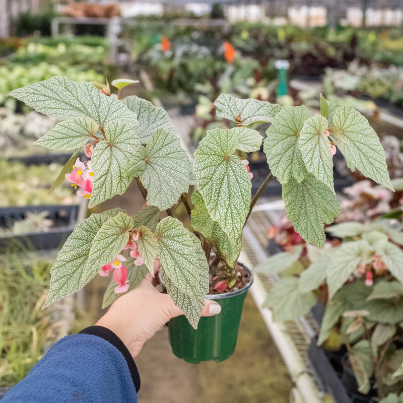 Load image into Gallery viewer, Begonia 'Frosty'
