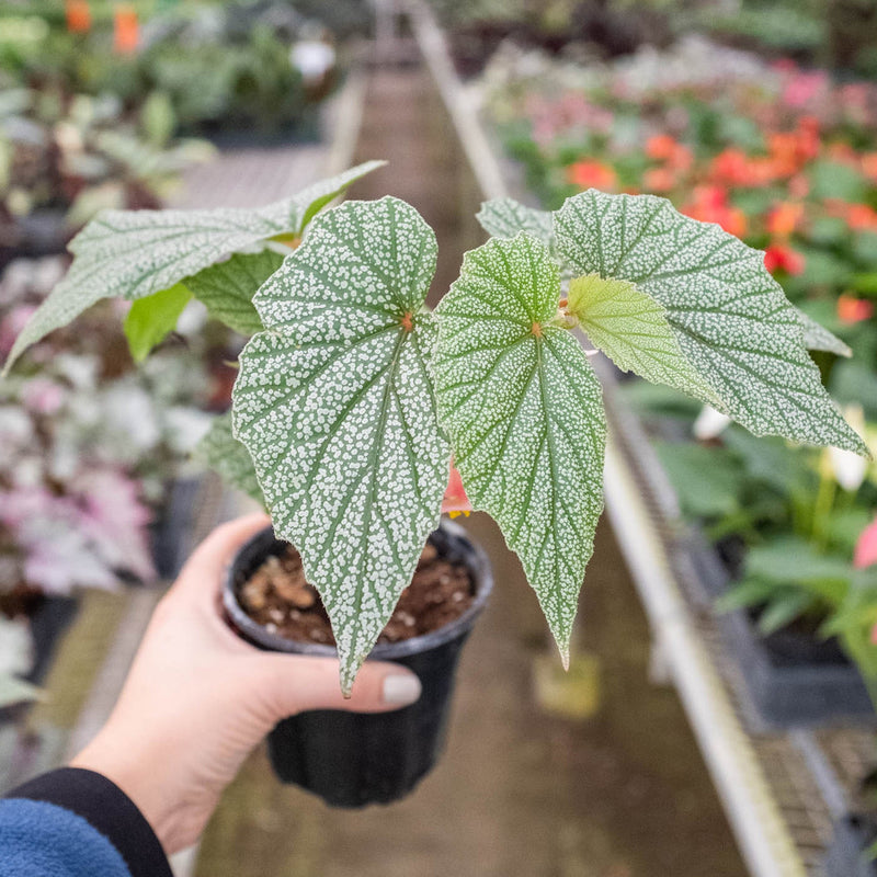 Load image into Gallery viewer, Begonia 'Frosty'
