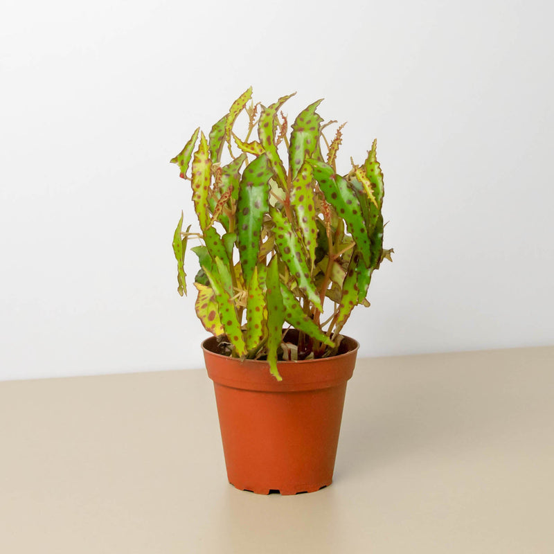 Load image into Gallery viewer, Begonia 'Pink Spotted'
