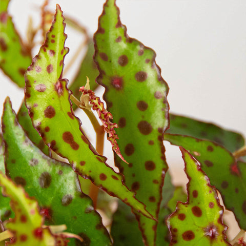 Begonia 'Pink Spotted', additional product view 2