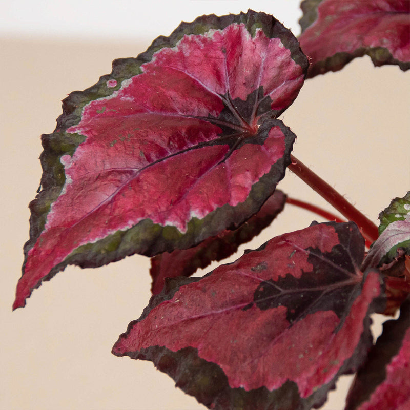 Load image into Gallery viewer, Begonia 'Rex' - 4 Pack Variety
