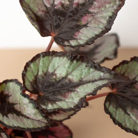 Begonia 'Rex' - 4