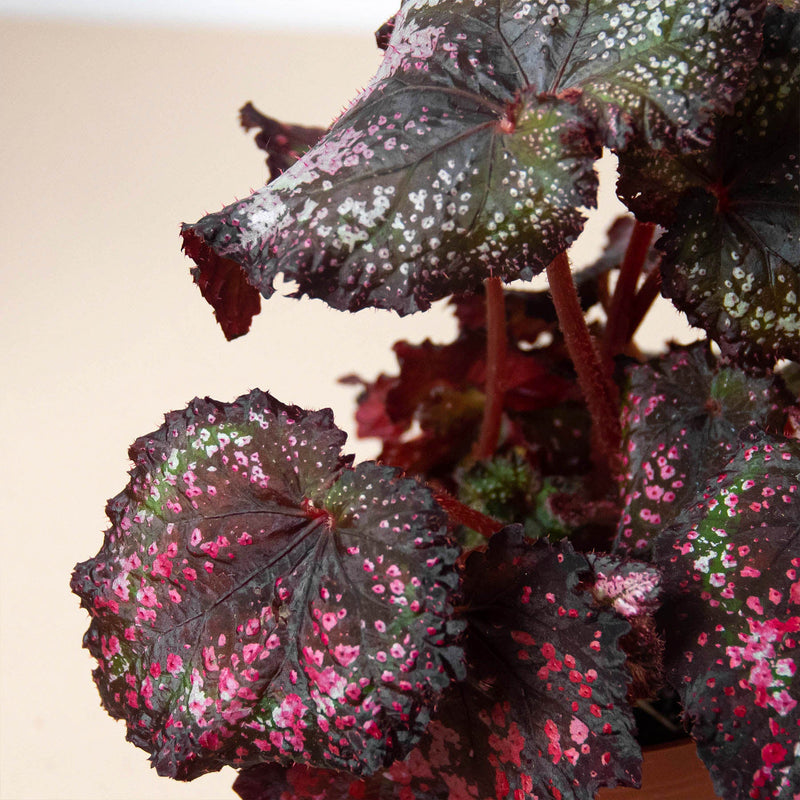 Load image into Gallery viewer, Begonia 'Rex' - 4 Pack Variety
