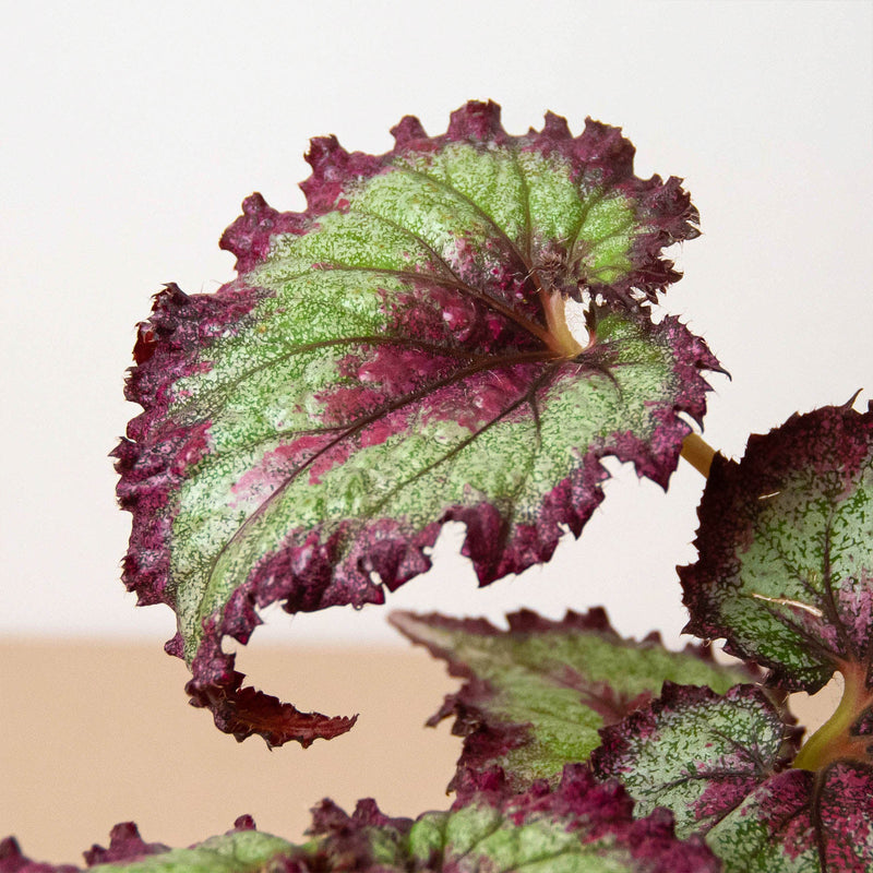 Load image into Gallery viewer, Begonia 'Rex' - 4 Pack Variety
