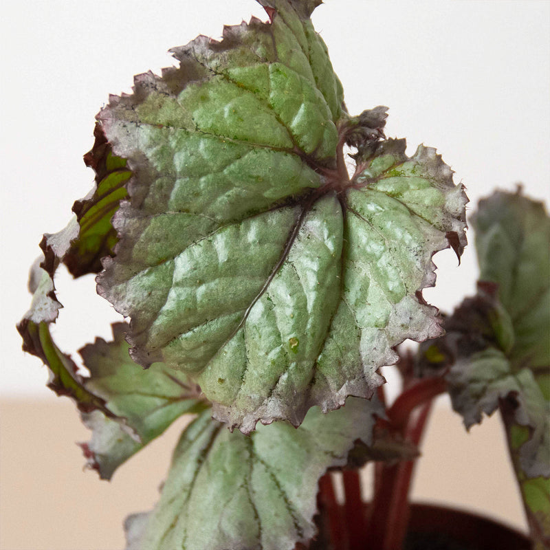 Load image into Gallery viewer, Begonia 'Rex' - 4 Pack Variety
