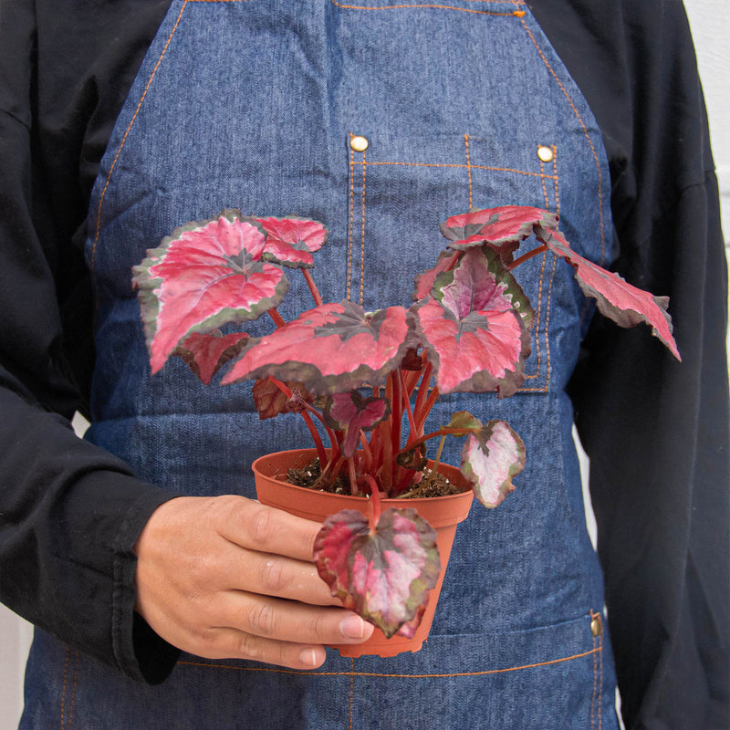 Load image into Gallery viewer, Begonia 'Rex' - 4 Pack Variety

