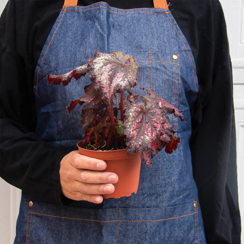 Load image into Gallery viewer, Begonia 'Rex' - 4 Pack Variety
