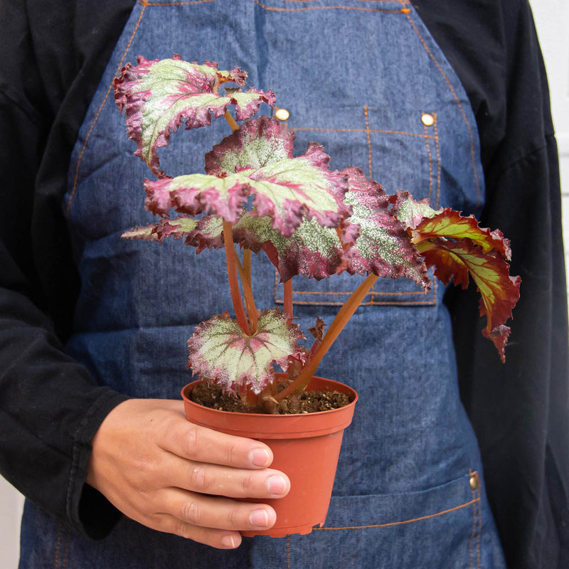 Load image into Gallery viewer, Begonia 'Rex' - 4 Pack Variety
