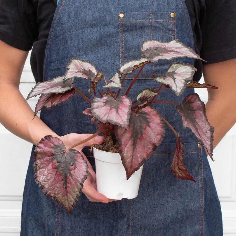 Load image into Gallery viewer, Begonia 'Rex' - 4 Pack Variety
