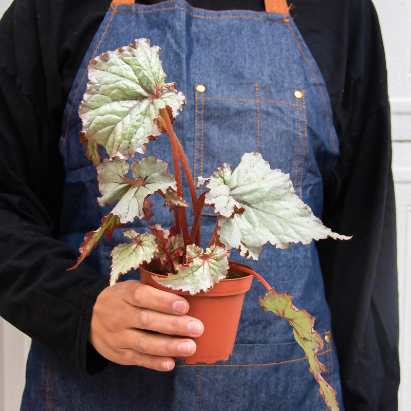Load image into Gallery viewer, Begonia 'Rex' - 4 Pack Variety
