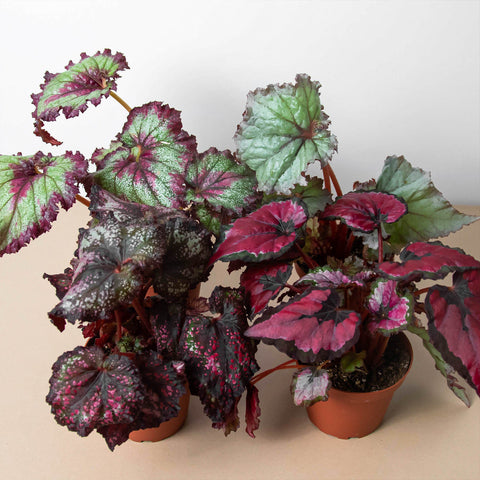 Begonia 'Rex' - 4 Pack Variety, additional product view 2