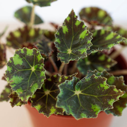 Begonia Tiger Paws - 4