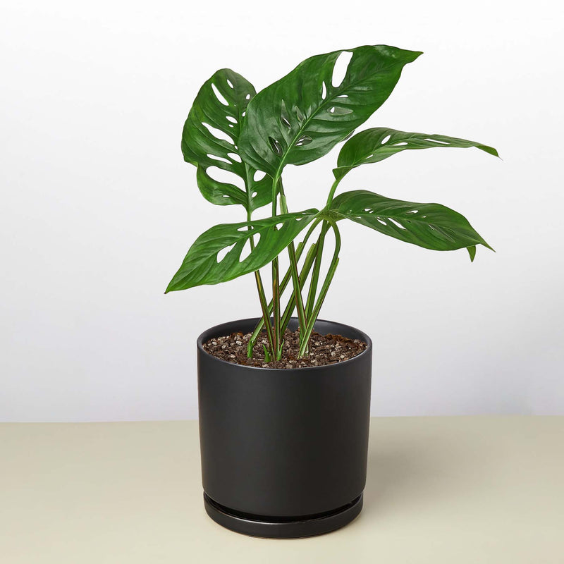 Load image into Gallery viewer, Monstera Adansonii 'Swiss Cheese'
