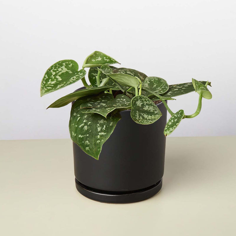Load image into Gallery viewer, Pothos 'Satin'
