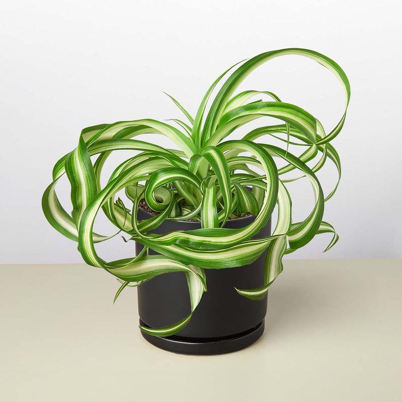 Load image into Gallery viewer, Spider Plant 'Bonnie'
