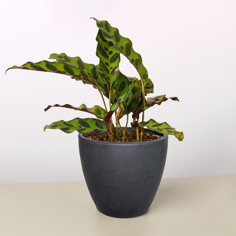 Load image into Gallery viewer, Calathea Lancifolia 'Rattlesnake'
