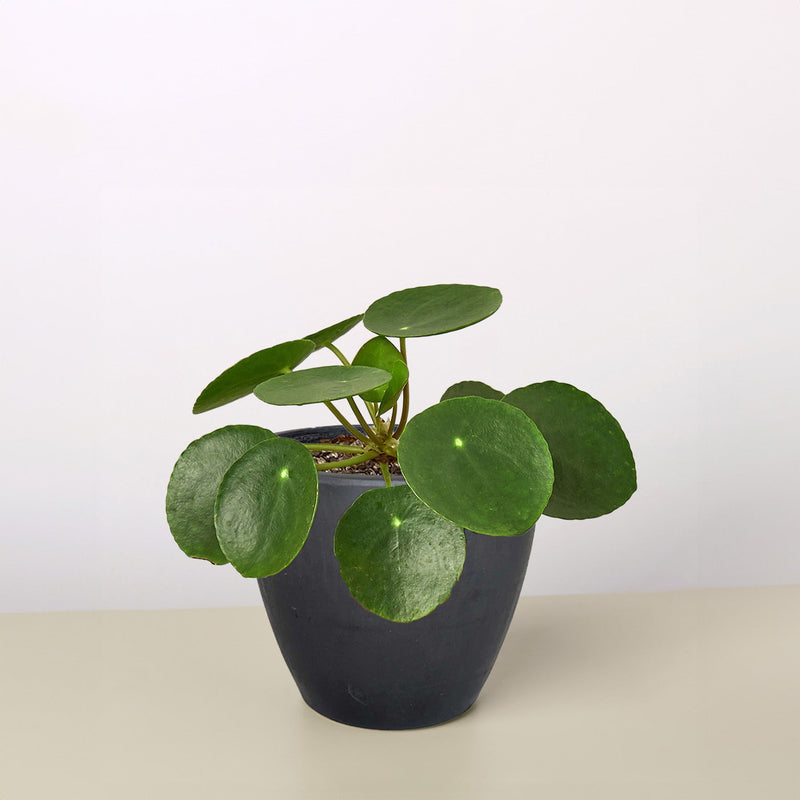 Load image into Gallery viewer, Pilea Peperomioides 'Chinese Money'
