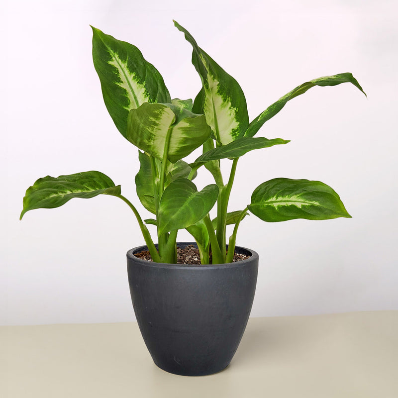 Load image into Gallery viewer, Dieffenbachia Camille
