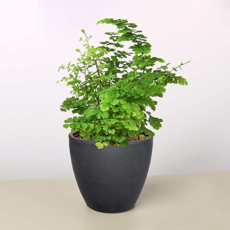 Load image into Gallery viewer, Maidenhair Fern

