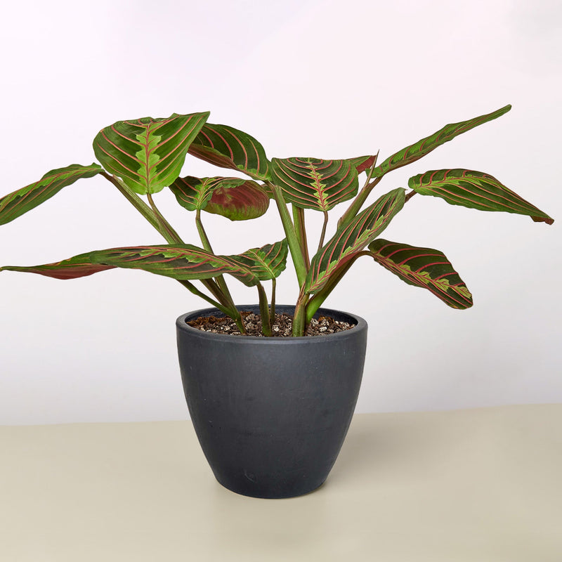 Load image into Gallery viewer, Maranta 'Red Prayer'
