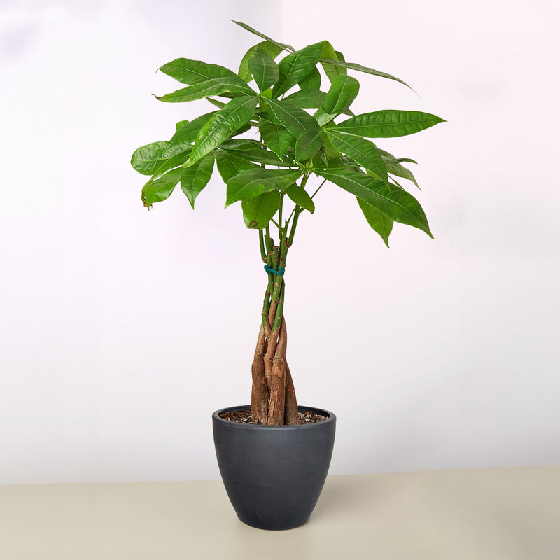 Load image into Gallery viewer, Money Tree 'Guiana Chestnut' Pachira Braid
