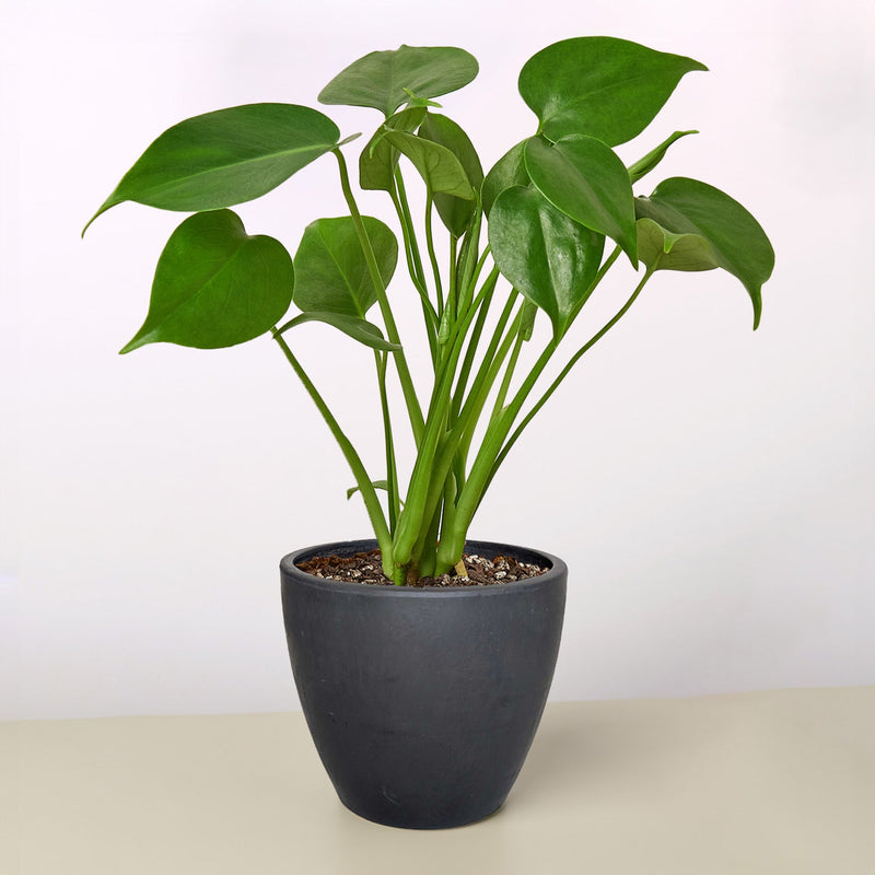 Load image into Gallery viewer, Monstera 'Split-Leaf'
