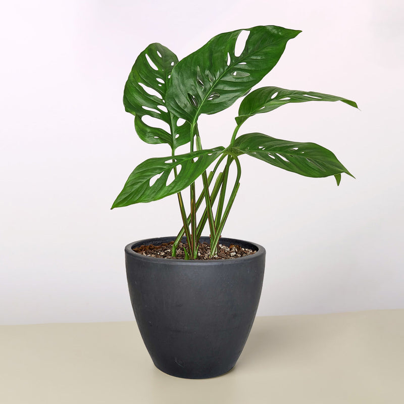 Load image into Gallery viewer, Monstera Adansonii 'Swiss Cheese'
