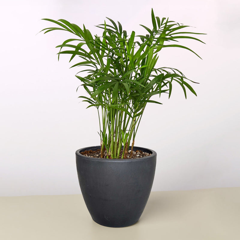 Load image into Gallery viewer, Parlor Palm
