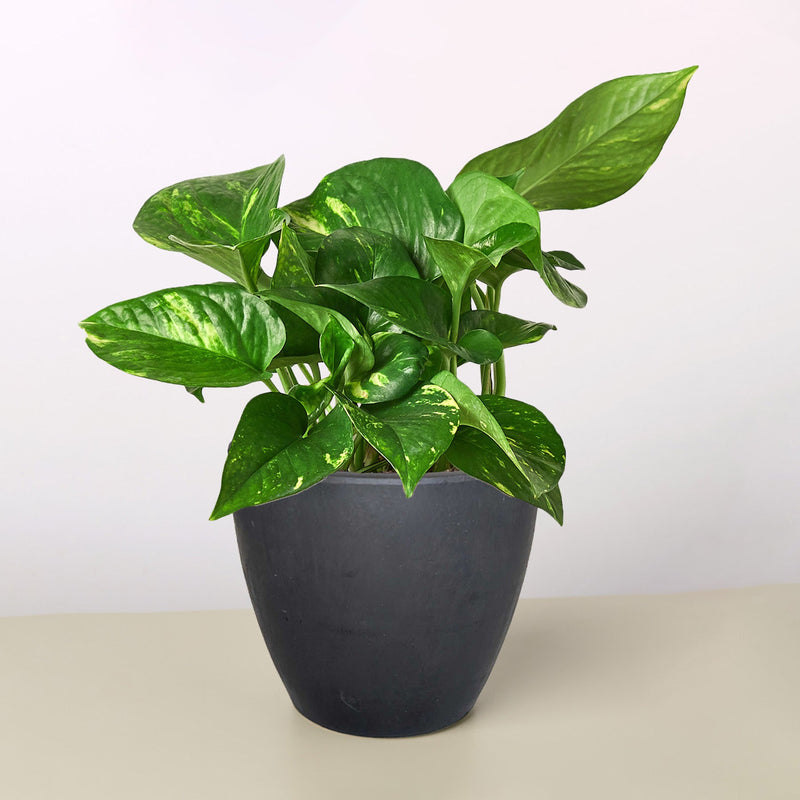 Load image into Gallery viewer, Pothos 'Golden'
