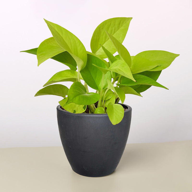 Load image into Gallery viewer, Pothos 'Neon'
