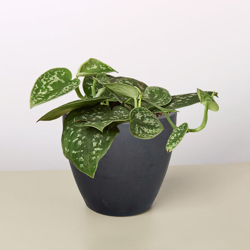 Load image into Gallery viewer, Pothos 'Satin'
